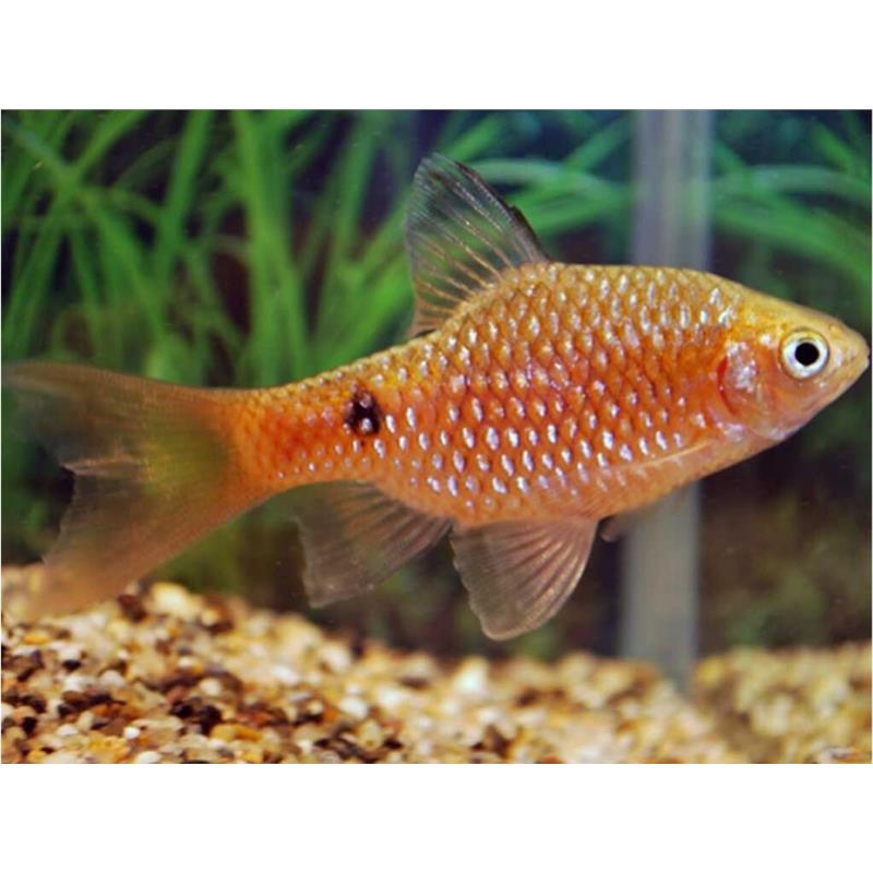 Barbus conchonius gold - imagine 3